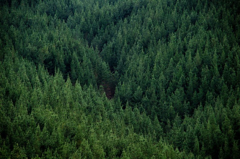 NZ Forest wood
